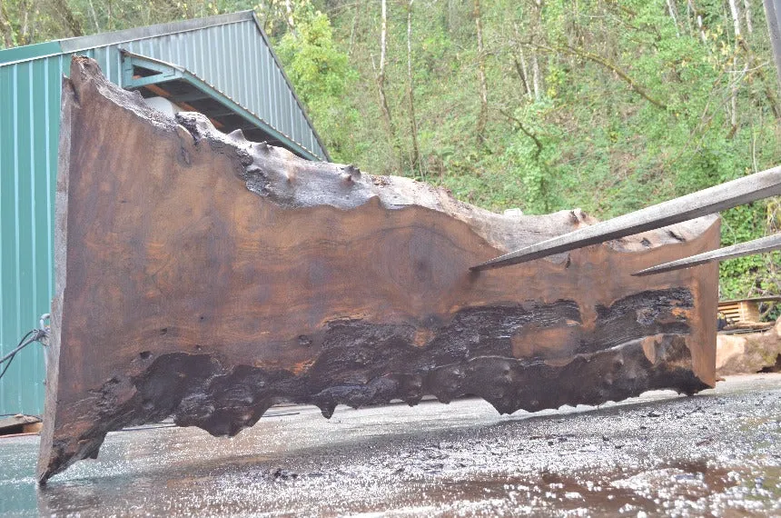 Oregon Black Walnut Slab 040122-10